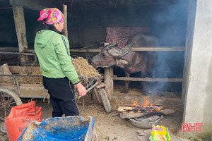 Nhiệt độ giảm sâu, nông dân Hà Tĩnh phòng đói, rét cho đàn vật nuôi