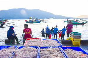 Ngư dân Hà Tĩnh trúng đậm “lộc biển”