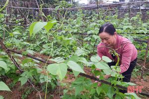 Cần mẫn với hơn 2.000 m2 đất vườn, vợ chồng nông dân Hà Tĩnh thu 300 triệu đồng/năm