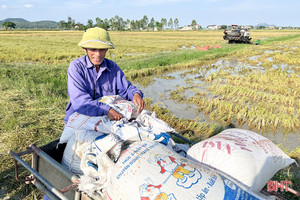 Can Lộc “thắng lớn” vụ hè thu