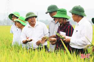 Tuyển chọn giống lúa mới - “cẩn tắc vô áy náy”!