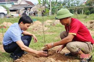 Cẩm Xuyên trồng mai vàng để phát triển kinh tế gắn với du lịch