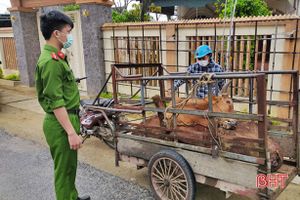 Vận chuyển bò chết từ Hồng Lĩnh đến Lộc Hà để giết mổ