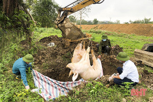 Dịch tả lợn châu Phi lan rộng, Hà Tĩnh ráo riết phòng ngừa