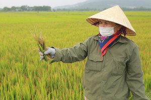 Can Lộc tập trung phòng trừ bệnh đạo ôn, vàng lá trên lúa vụ xuân