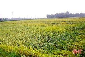 Giông lốc phá hại hàng trăm ha lúa, hoa màu ở huyện miền núi Hà Tĩnh