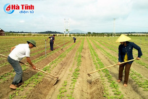 Ưu tiên sản phẩm chủ lực có lợi thế trong vụ đông 2016