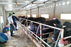 Hà Tĩnh "nâng chất” đàn bò, tạo giá trị cao trong chăn nuôi
