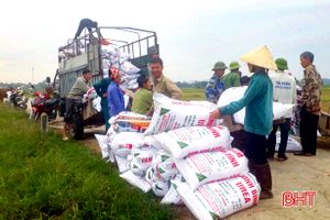 Thu mua lúa tươi tại ruộng, doanh nghiệp “chạy” bão cùng nông dân Hà Tĩnh