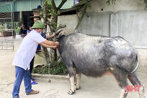 Tập trung cao cho công tác phòng ngừa, dập dịch trên đàn gia súc ở Đức Thọ