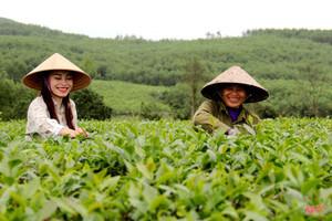 “Cẩm nang bỏ túi” giúp bạn trải nghiệm đồi chè đẹp nhất phía Nam Hà Tĩnh