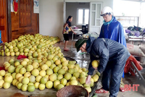 Tuổi trẻ Hà Tĩnh tổ chức thu gom, kêu gọi "giải cứu" bưởi Phúc Trạch