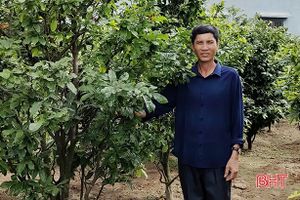 Biến vườn rau thành vườn mai, nông dân Hà Tĩnh có thu nhập khá