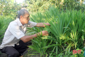 Công ty CP Dược Hà Tĩnh chủ động phát triển vùng nguyên liệu