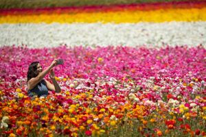Ngắm cánh đồng hoa mao lương đầy màu sắc ở California, Mỹ