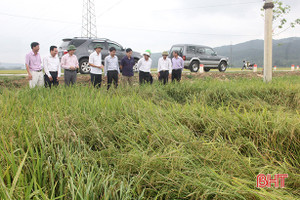 Nghi Xuân khẩn trương khắc phục hậu quả thiên tai, ổn định sản xuất