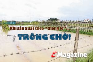 Vụ đông ở Hà Tĩnh - khi nông dân sản xuất theo “thông lệ”... trông chờ!