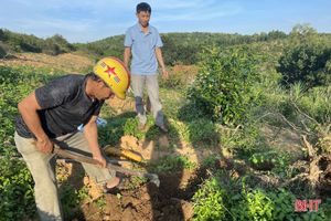 Nhân rộng 25 ha cây mắc ca trên địa bàn Vũ Quang