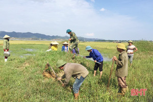 Hàng ngàn nông dân Hà Tĩnh kéo nhau ra đồng diệt chuột