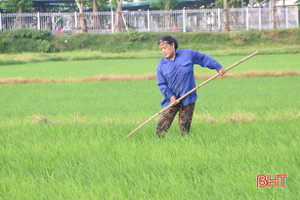 Thời tiết ủng hộ, nông dân Hà Tĩnh xuống đồng bón thúc lúa hè thu