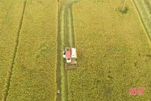 Cần thêm máy gặt để đẩy nhanh thu hoạch lúa xuân ở Hà Tĩnh
