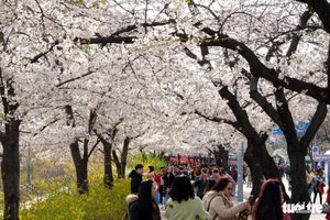 Hoa anh đào nở rợp trời hút hồn giới trẻ Seoul