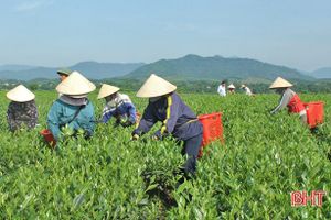 Người trồng chè Hương Sơn vào vụ mới
