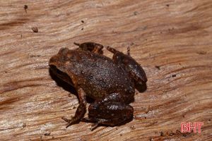 Phát hiện loài ếch mới tại Vườn Quốc gia Vũ Quang