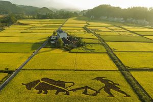 Trung Quốc nghiên cứu thành công “lúa biển”, có khả năng nuôi 80 triệu người