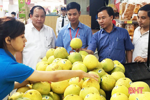 Bưởi Phúc Trạch Hà Tĩnh và giấc mơ xuất ngoại