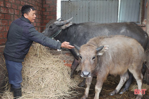 Hà Tĩnh chủ động bảo vệ đàn vật nuôi trong giá rét