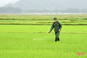 Hướng dẫn phòng trừ sâu cuốn lá nhỏ hại lúa hè thu ở Hà Tĩnh