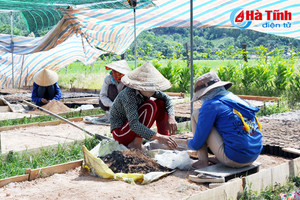 Thêm cây, thêm lợi nhuận!