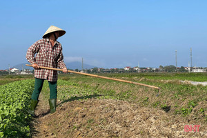 Nông dân TP Hà Tĩnh tất bật chăm sóc rau phục vụ tết