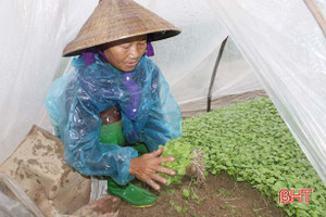 Sản xuất rau mầm - chi phí thấp, thu lãi cao