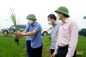 Xử lý khẩn trương, tiếp tục phun phòng bệnh đạo ôn trên diện rộng lúa xuân