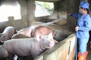 Giá lợn hơi tăng “phi mã”, nhiều trang trại lớn ở Hà Tĩnh chờ “hốt bạc”!