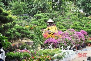 Các vựa cây cảnh ở Hà Tĩnh tất bật đón thị trường cuối năm