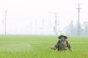 Hà Tĩnh: Ngăn đạo ôn cổ bông hại lúa xuân diện rộng