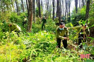 Phương châm “4 tại chỗ” bảo vệ hơn 39.300 ha rừng tự nhiên ở Vũ Quang