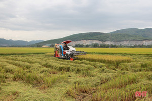 Chủ tịch UBND tỉnh ra công điện về thu hoạch gọn lúa hè thu nhằm né tránh thiên tai