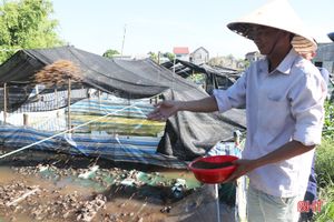 Xem mô hình nuôi ếch Thái Lan khép kín đầu tiên tại Hà Tĩnh