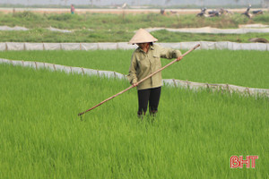 Nắng to, nông dân Hà Tĩnh lo lúa xuân trổ sớm