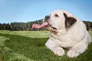Chú chó có chiếc lưỡi dài nhất thế giới
