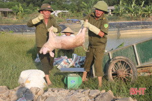 Hà Tĩnh xuất hiện dịch tả lợn châu Phi