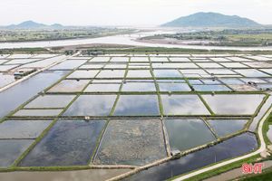 Tích tụ ruộng đất, nâng tầm nông nghiệp đô thị TP Hà Tĩnh