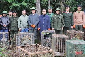 Vườn Quốc gia Vũ Quang tái thả 30 cá thể động vật hoang dã về tự nhiên