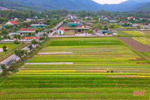 Làng hoa, làng rau Hà Tĩnh “hối hả” vào mùa cao điểm