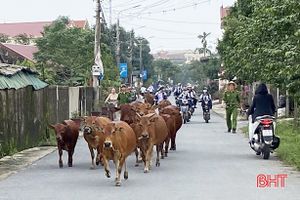 Ngăn chặn trâu, bò “dạo chơi” trên đường ở Thạch Hà