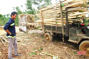 Hà Tĩnh mỗi năm cung cấp 400 - 500 nghìn m3 gỗ nguyên liệu